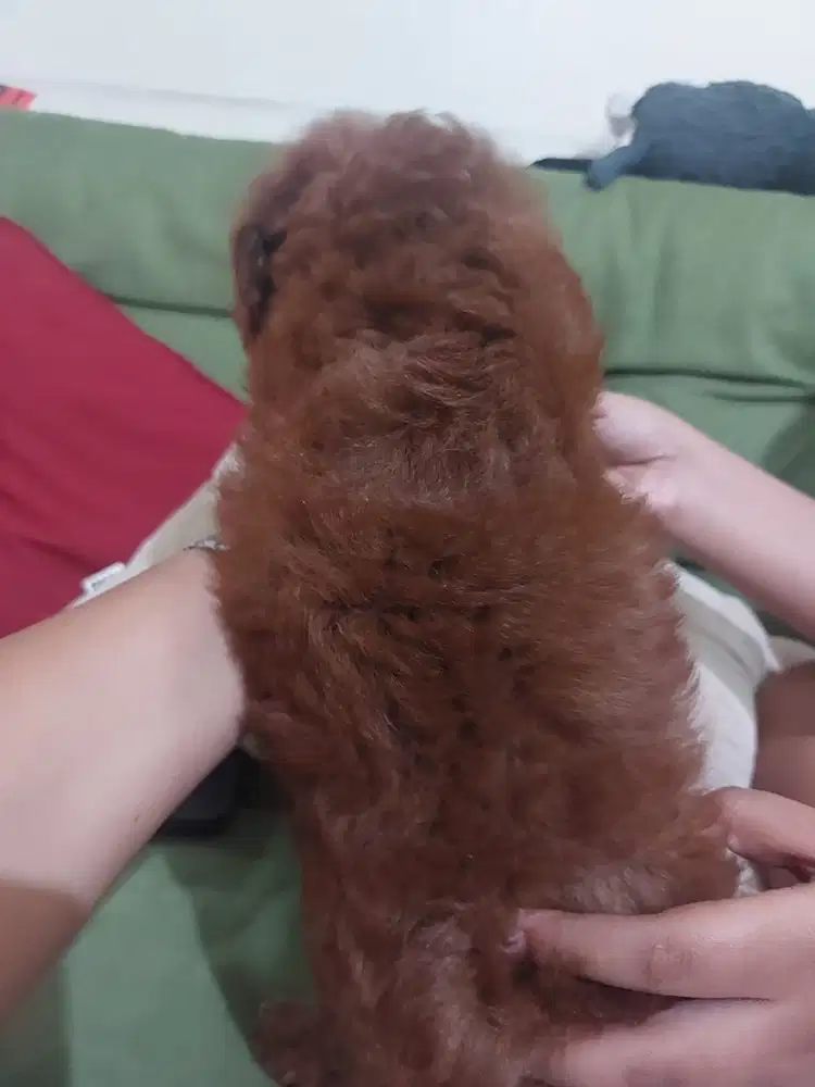 Red Toy Poodle Puppy