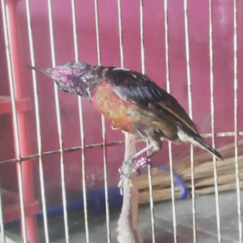 Burung kolibri ninja gacor