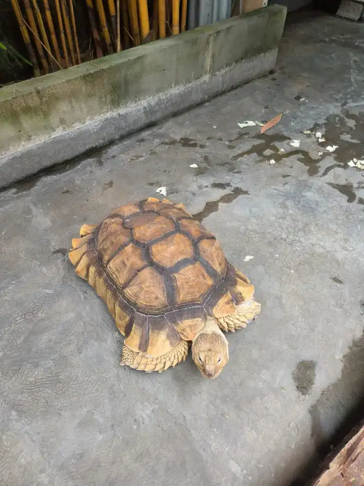 Sulcata jantan. 6 tahun.