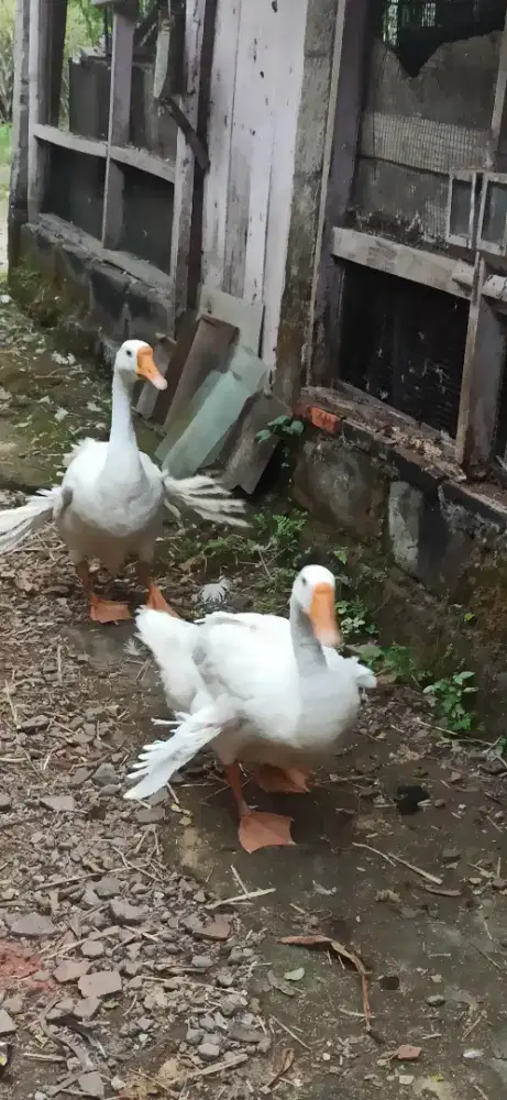 angsa cadong bulu walik