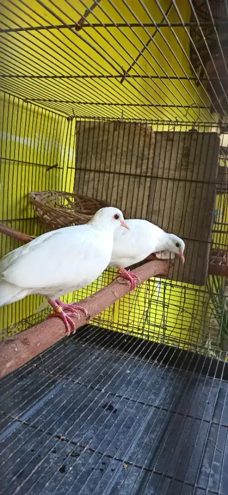 sepasang derkuku putih