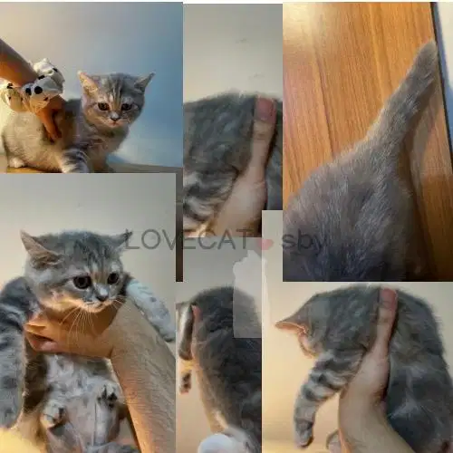 Kucing Scottish Straight Abu Tabby Betina Mix