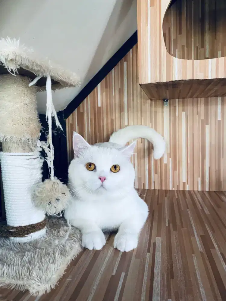 Open adops British shorthair