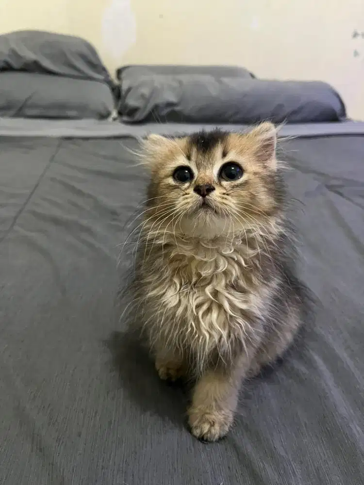 Scottish Kilt Mix (Scottish Fold × Munchkin)