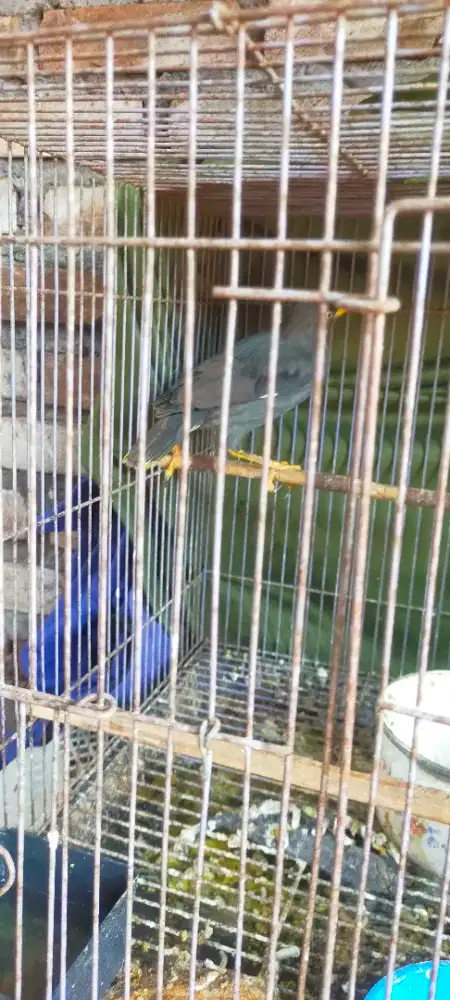 Jalak kebo/jalak omas