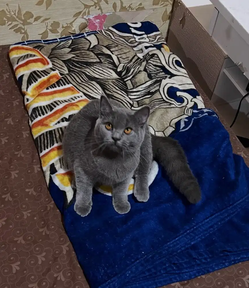 British Shorthair BSH Kitten Betina Line Pedigree