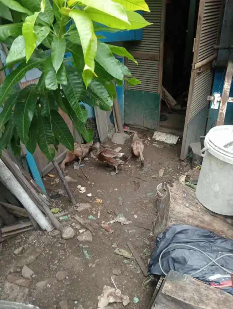 Bebek leher panjang Jawa