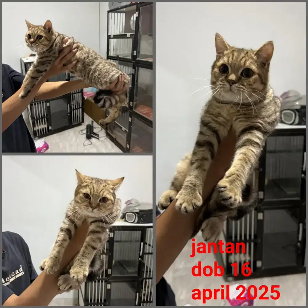 Borongan 5 ekor kucing bsh british short hair pure