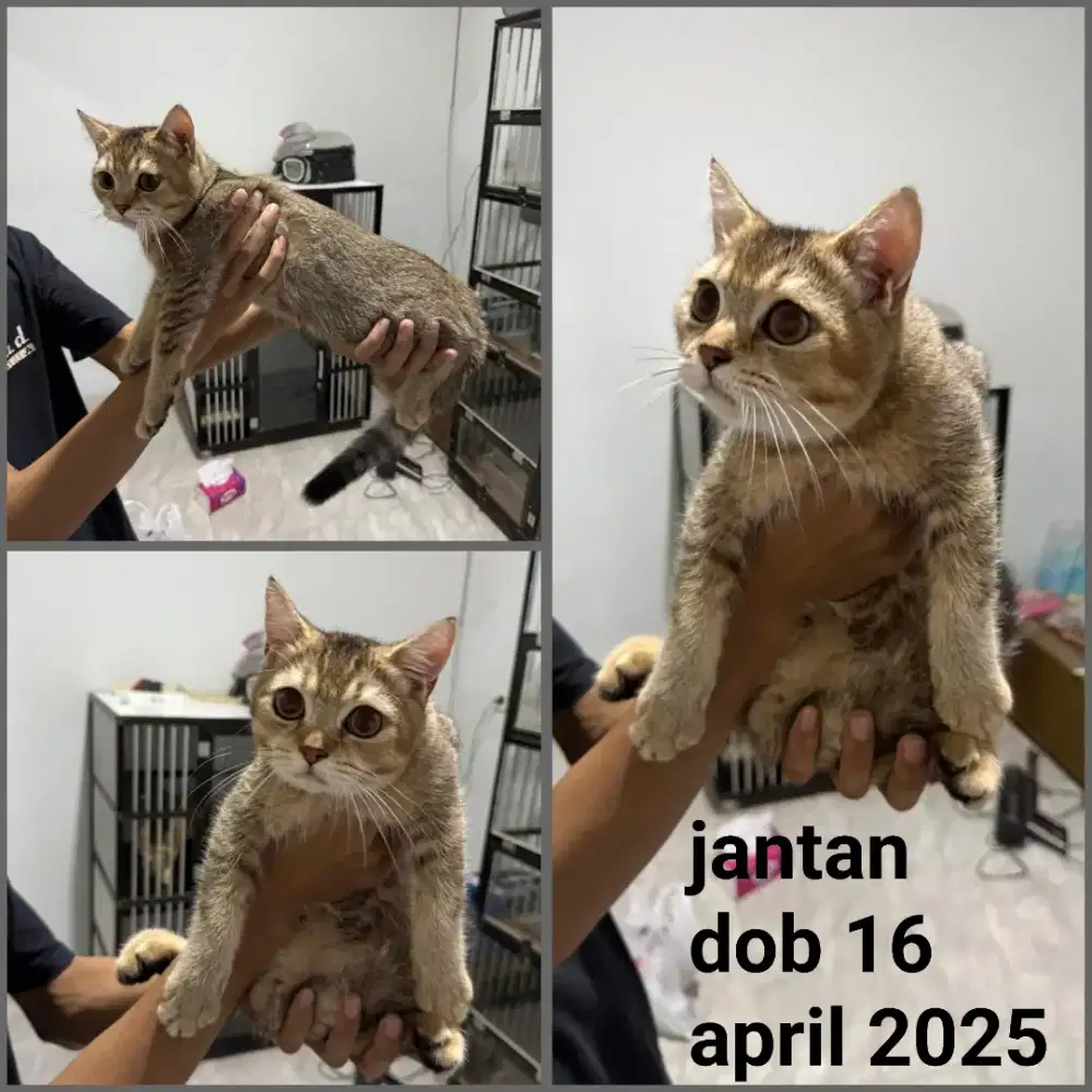 Kucing bsh 4 ekor borongan british short hair pure