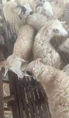 10 ekor domba jantan 8-10 bulanan 20kiloanUP siap penggemukan manteb