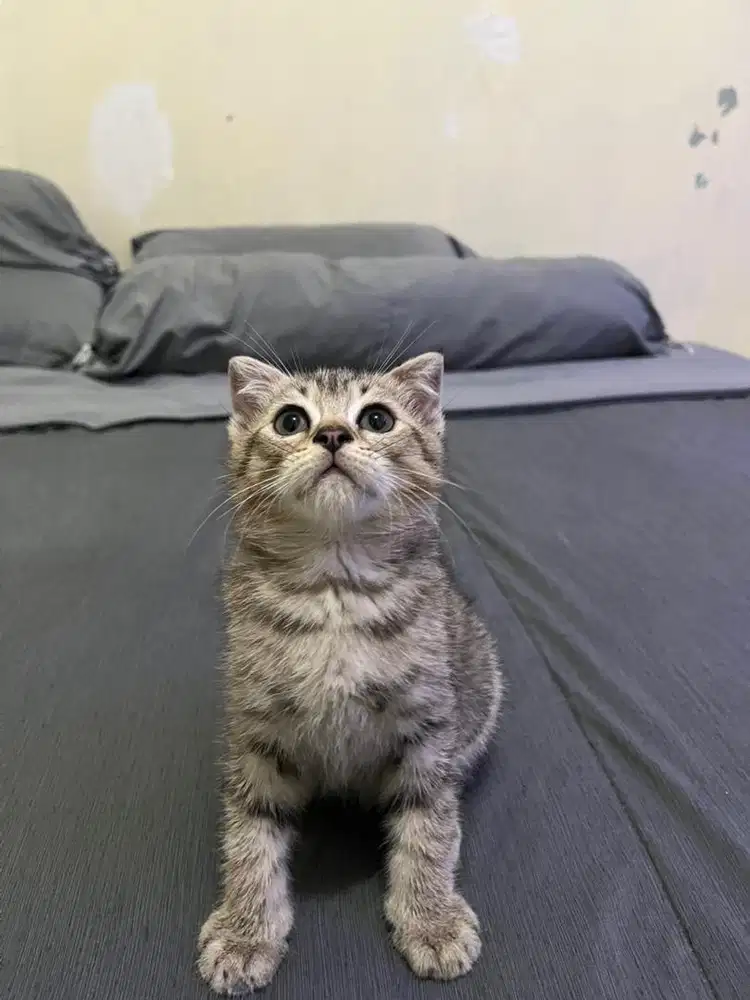Adopsi Anak Kucing Aktif – Scottish Fold Mix (Short Hair Grey Tabby)