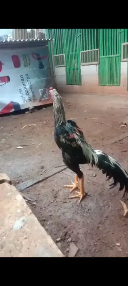 Ayam bangkok koyngon