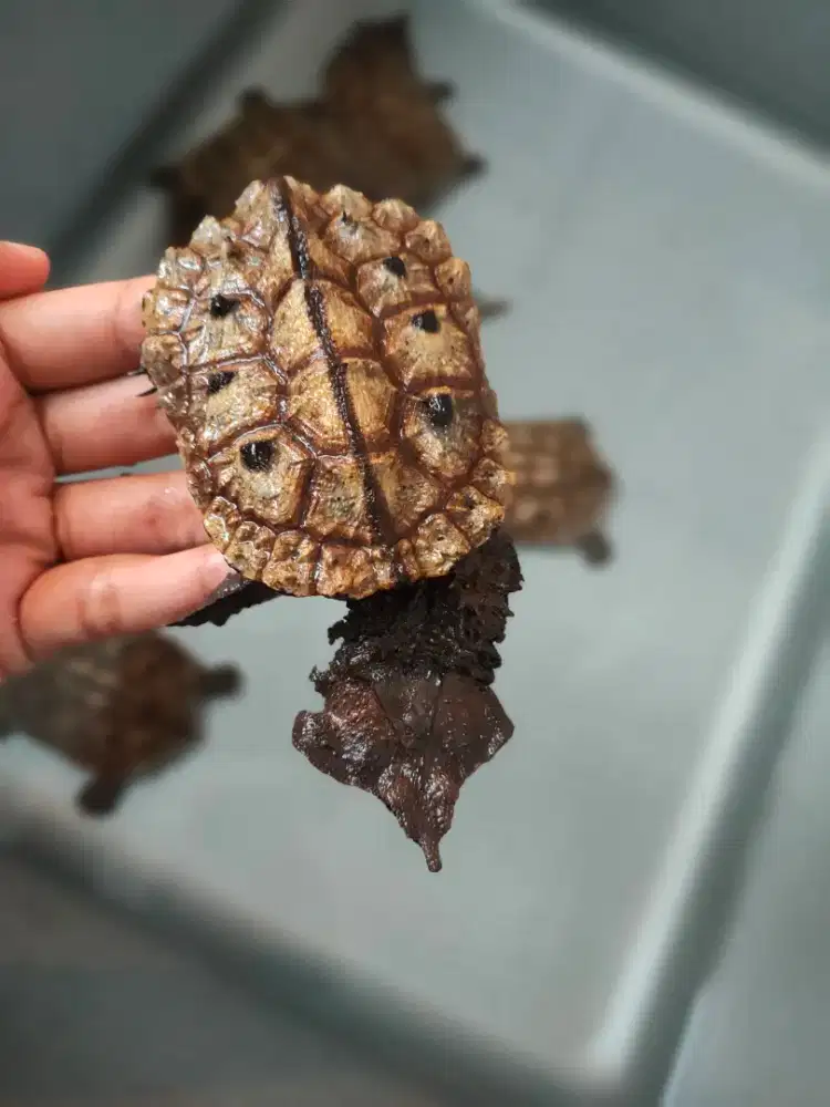 Mata Mata Peruvian Turtle 7,5-8cm