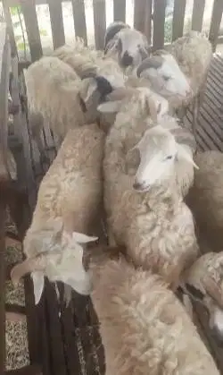 10 ekor domba jantan 8-10 bulanan layak penggemukan kurban 20kiloanUP