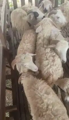 10 ekor domba jantan 8-10 bulanan siap penggemukan kurban 2026 rawatan