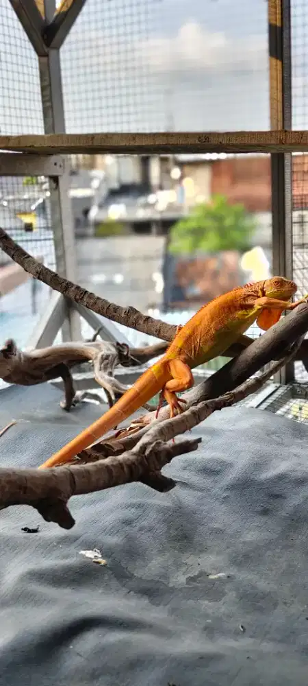 iguana red albino 70cm +