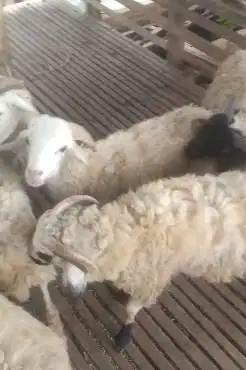 10 ekor domba jantan 8-10 bulanan siap penggemukan qurban 2026 rawatan