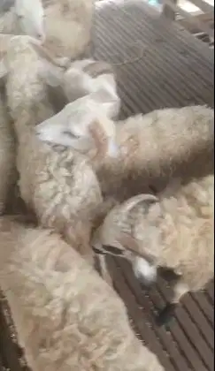 10 ekor domba jantan 8-10 bulanan layak penggemukan qurban 2026 manteb