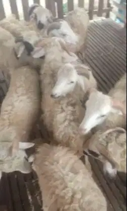 10 ekor domba jantan 8-10 bulanan 20kiloan siap digemukin kurban puas
