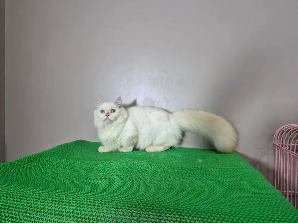 Kucing munchkin jantan