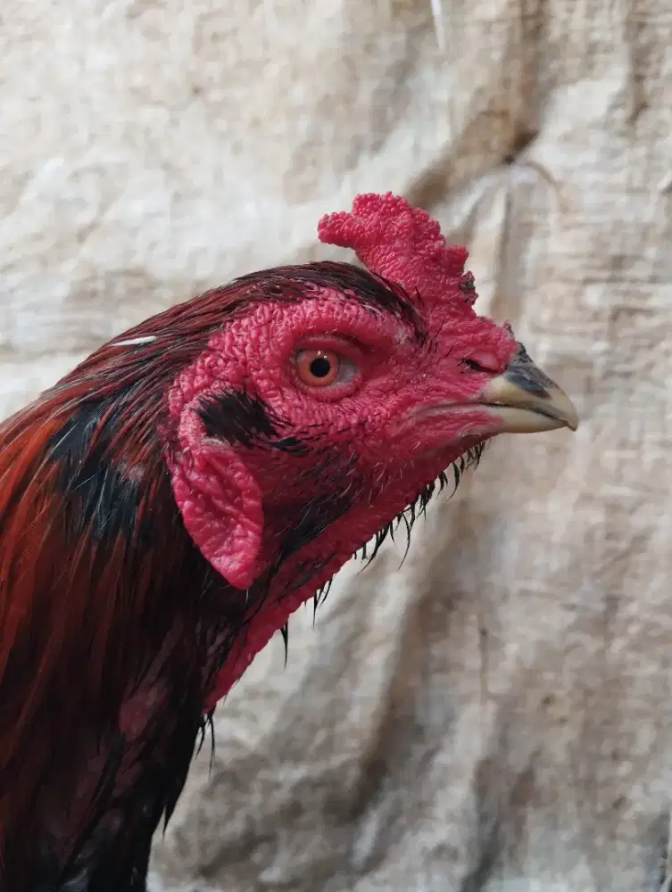 Mangkok mangon x bangkok