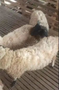 10 ekor domba jantan 8-10 bulanan siap penggemukan qurban 2026 rawatan