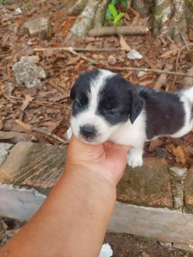 Anak anjing kampung model kate (kaki pendek)