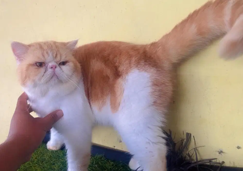 Kucing ras exo peacnose jantan jago kawin ( bukan persia )