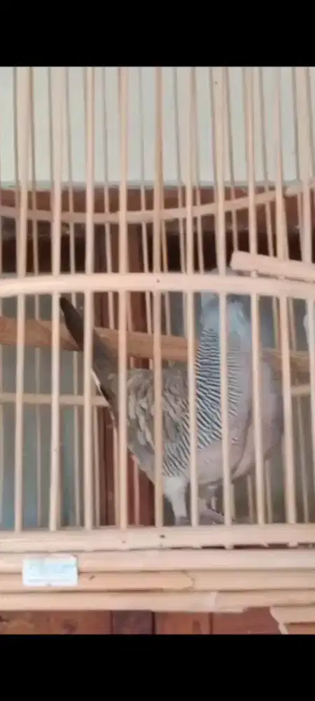 Perkutut krosing manggung ngoar