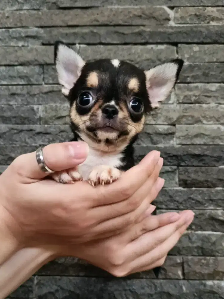 Jual Chihuahua Jantan
