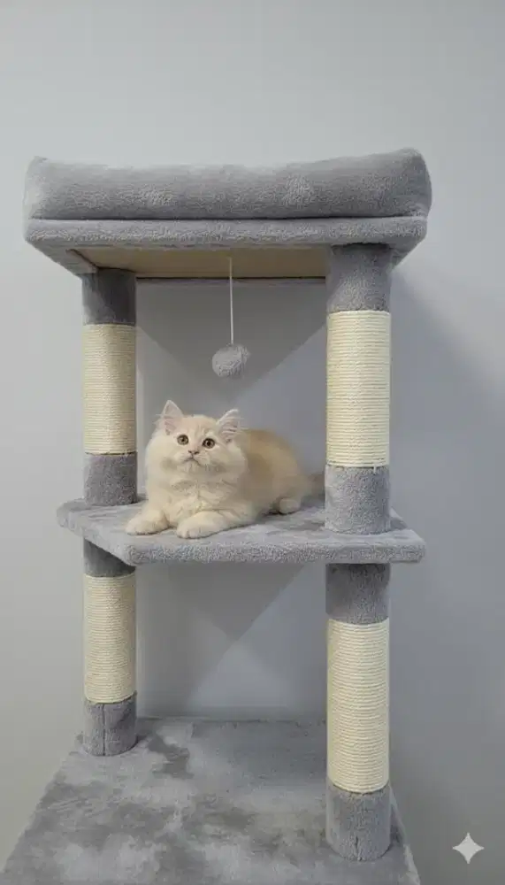 Kucing kitten ras persia longhair