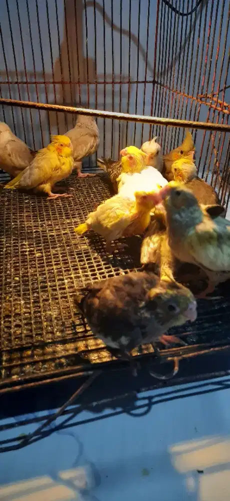 Baby/Lolohan Parkit Australia/ Falk