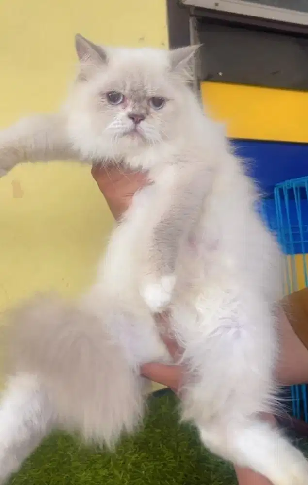 Kucing ras ragdol persia betina 12 bln