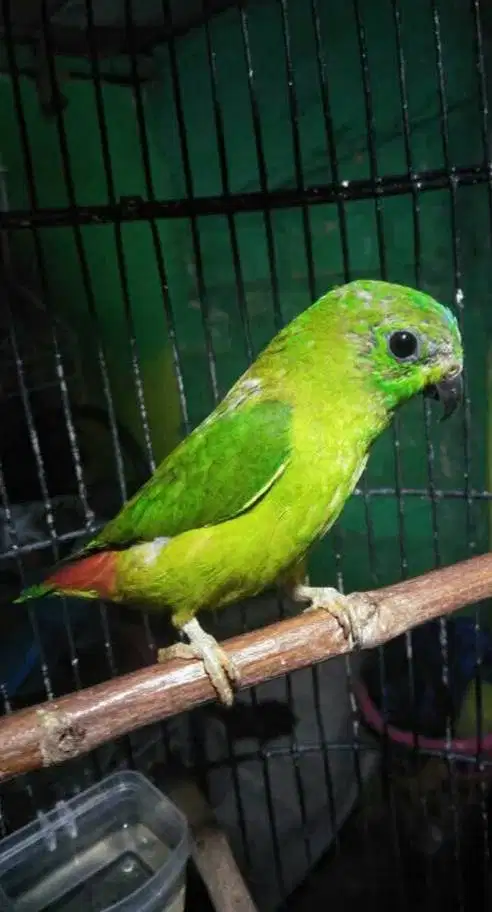 Finch Melayu Trotol buat masteran