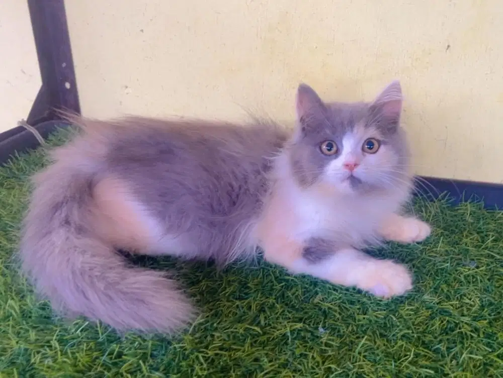 Kucing ras persia betina calico 3 bln