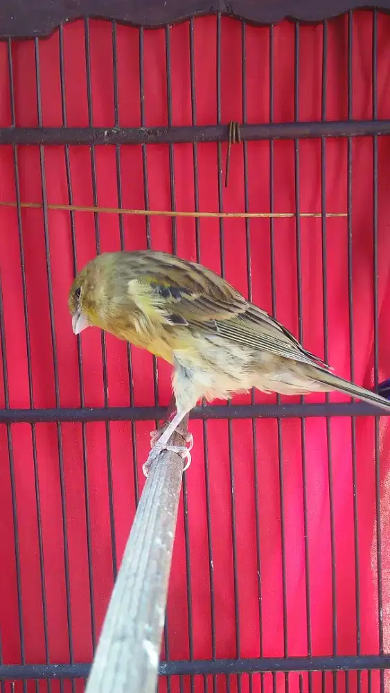 Kenari afs paud jantan