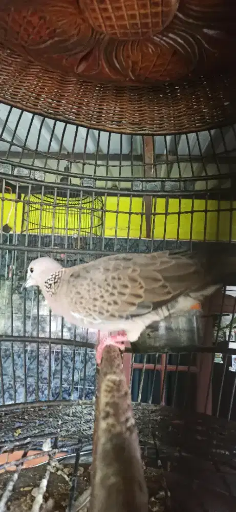 derkuku lokal suara besar