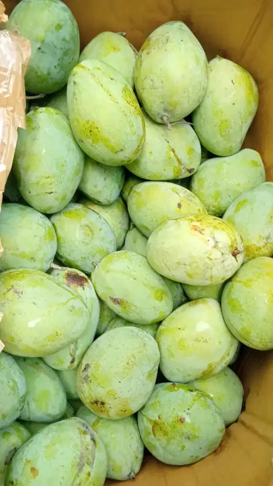 Buah mangga Dermayu