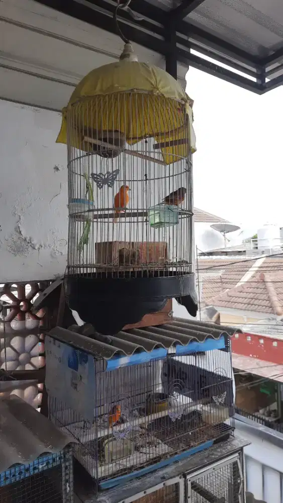 Jual burung kenari