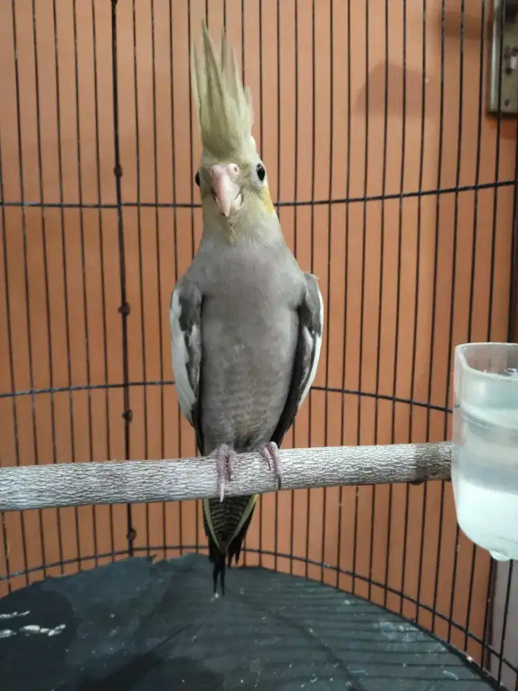 Burung falk parkit Australia