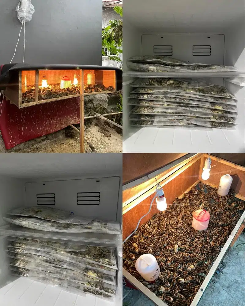 PAKAN HEWAN BOP BURUNG HANTU PREDATOR REPTIL