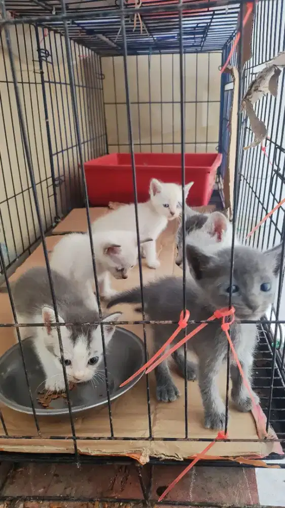 KUCING MURAH INDUK BIGBONE