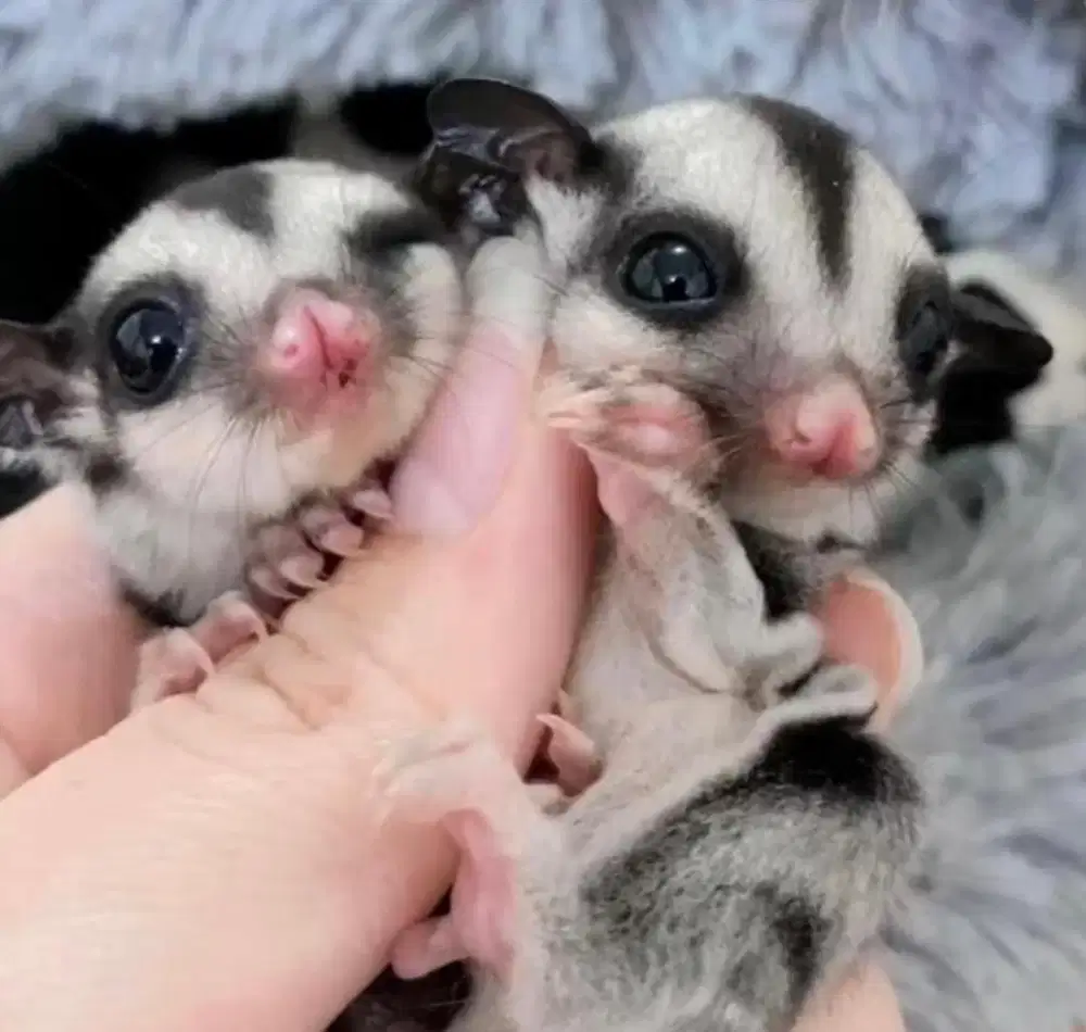 Joey sugar glider classic grey