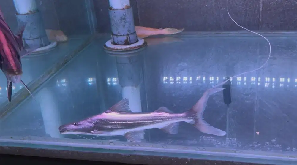 Ikan Flavican CatFish