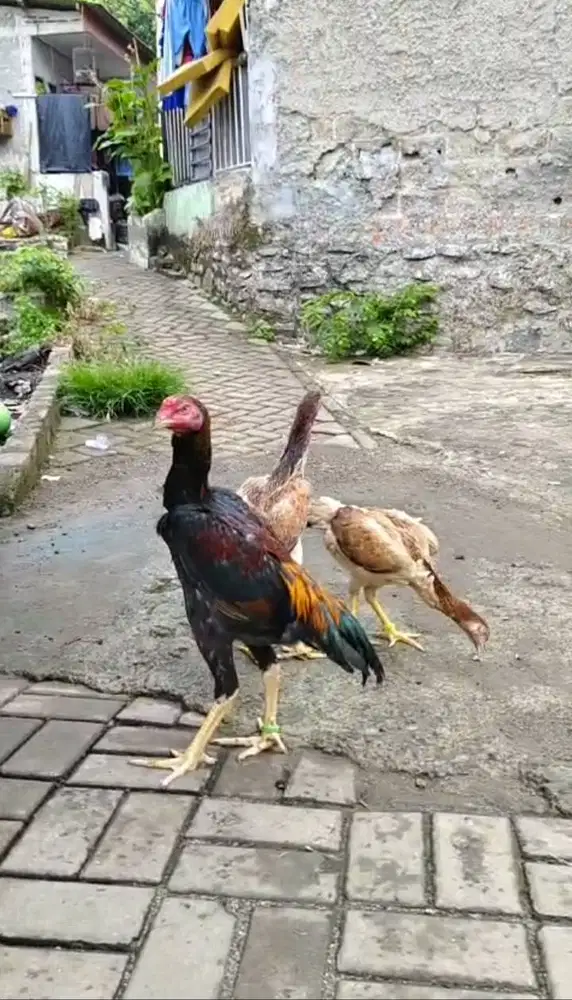 Paket shamo eropa 1 jantan 2 betina