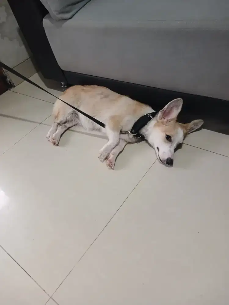 Anjing corgi betina stmb