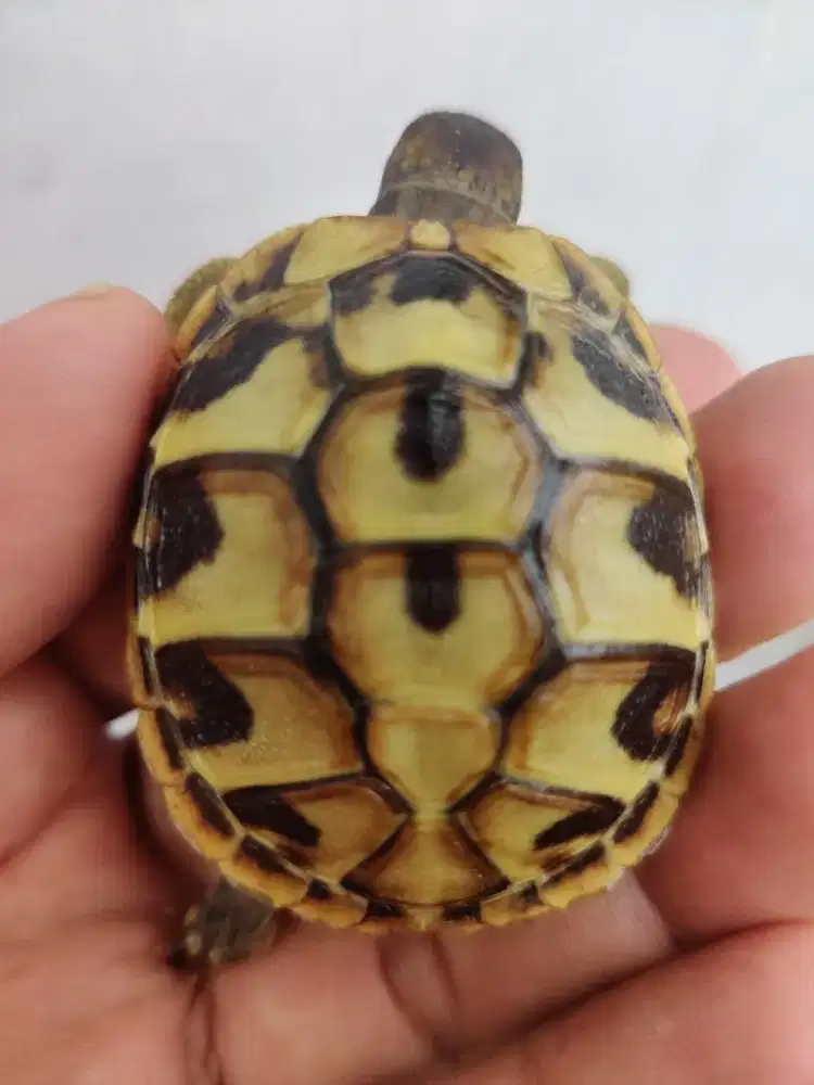 Kura kura Sulcata 9cm