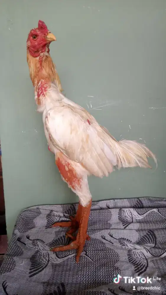 Ayam Siam WhiteKONO(KING)