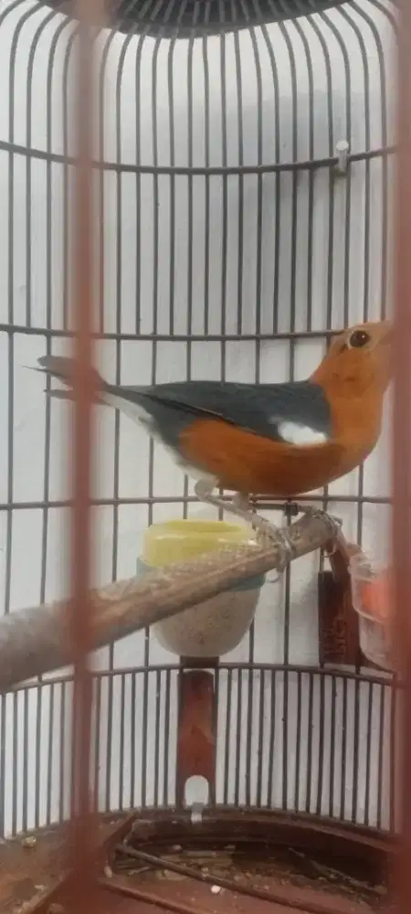 Anis merah ring dulur bandung