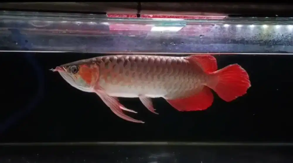 AROWANA SR SIZE 45CM